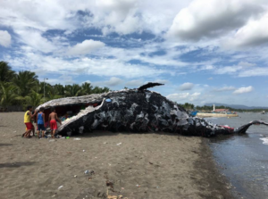 Plastic choked a whale to death