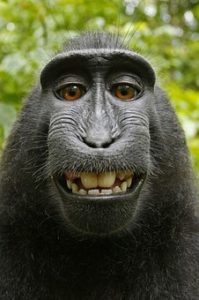 A monkey bugged by the Selfie Syndrome