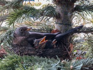 A cuckoos nest with chicks in the nest