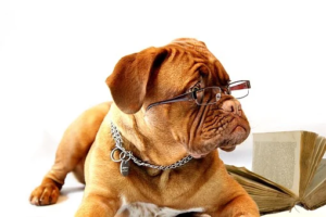 A dog looking through a reading glass