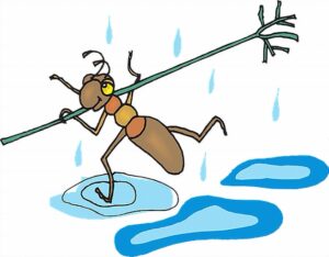 The crickets making noise during rains