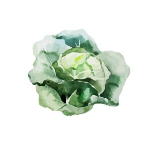 Cabbage is one of the most popular daily veggies