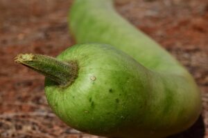 The most docile of all daily veggies is bottle gourd or Lauki